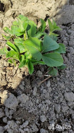 Рассада клубники