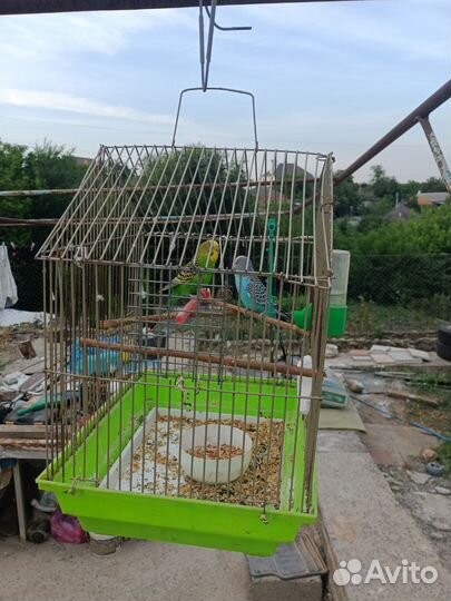 Клетка для попугая бесплатно