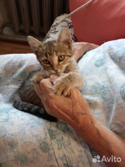 Отдам котенка в добрые руки