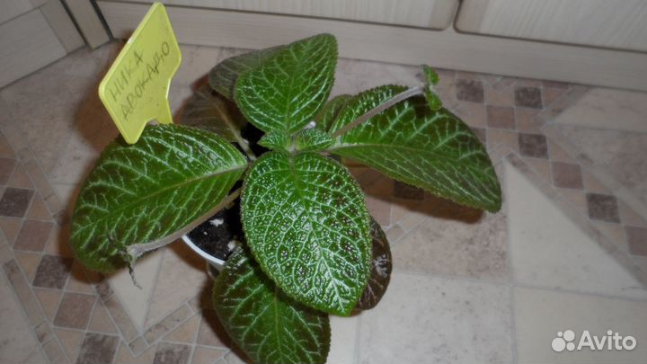 Эписции сортовые