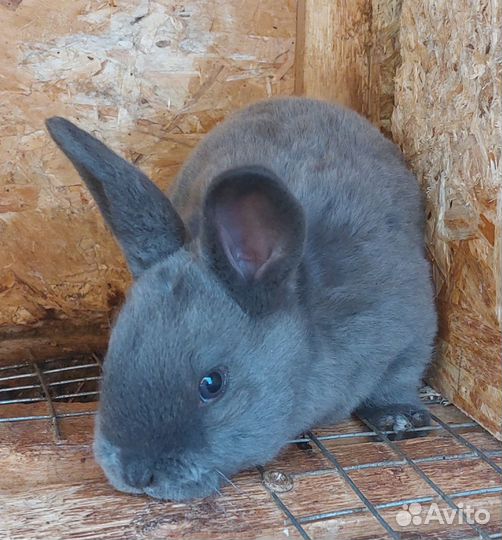 Крольчата Рексы