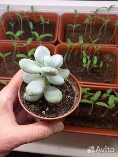 Суккуленты