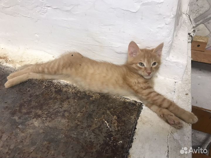 Котята ищут дом