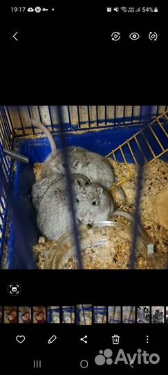 Монгольская песчанка