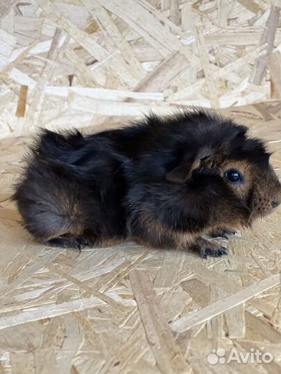 Малыш самец абиссинской розеточной морской свинки