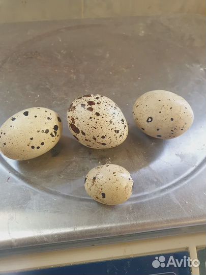 Инкубационное яйцо перепел техас