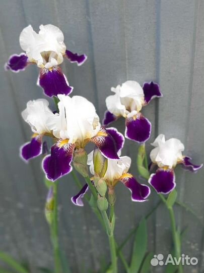Ирисы бородатые сортовые
