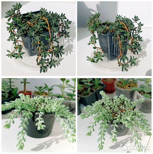 Суккуленты