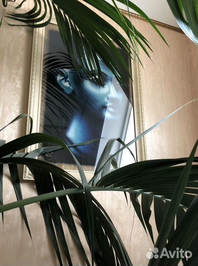 Картины -Папирус из Египта