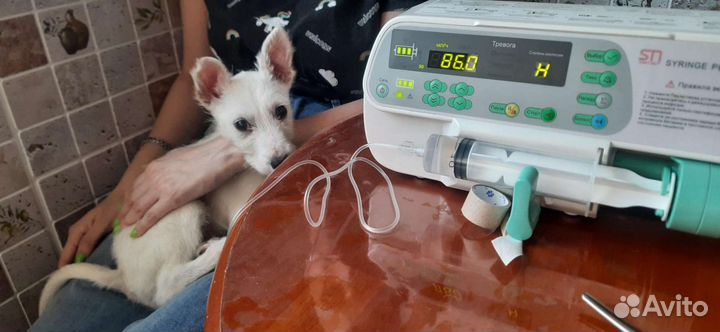 Ветврач на дом, уколы, капельницы