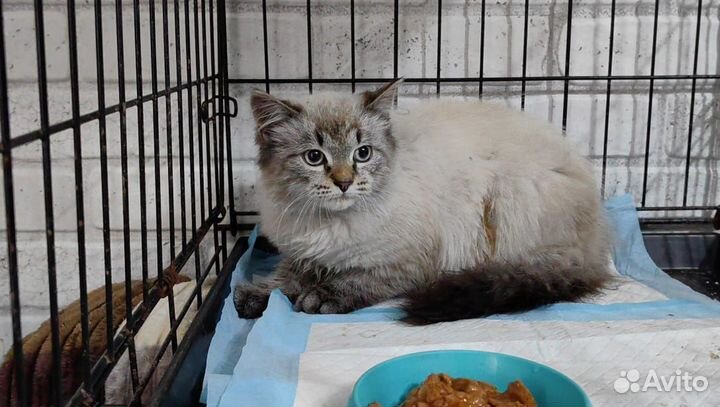 Котик 5 мес. в добрые руки