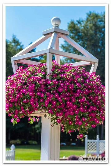 Петуния бланкет рассада