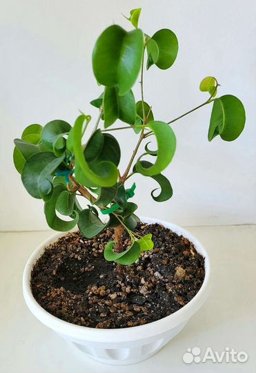 Фикус барок