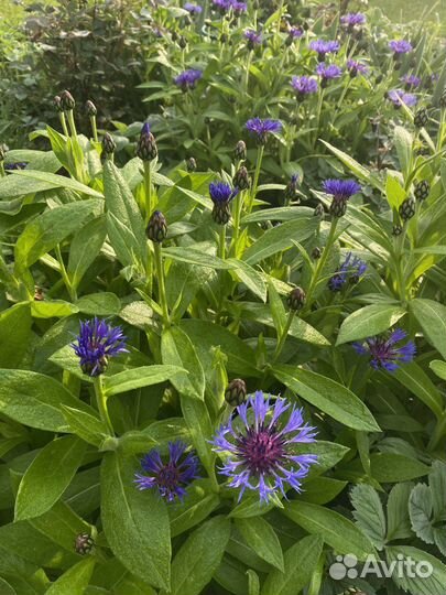 Цветы садовые