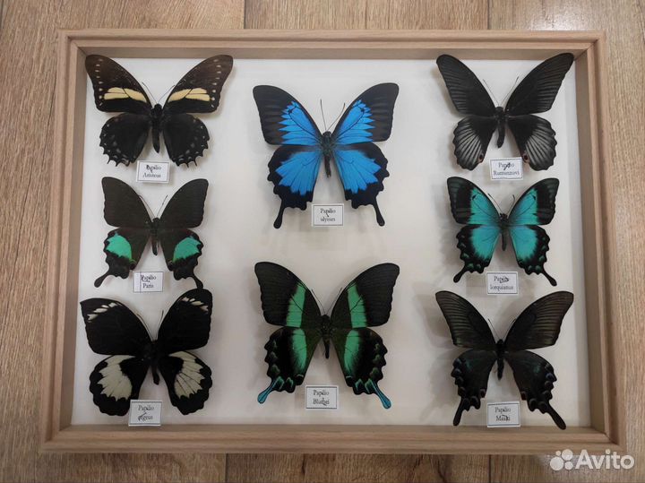 Продам коллекцию тропических бабочек