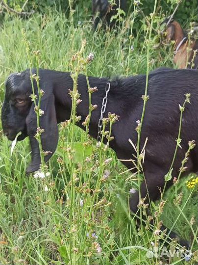 Козел, козы камори