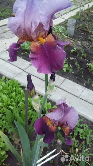 Ирисы бородатые