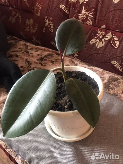Фикус каучуконосный большой