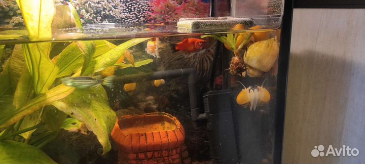 Аквариум