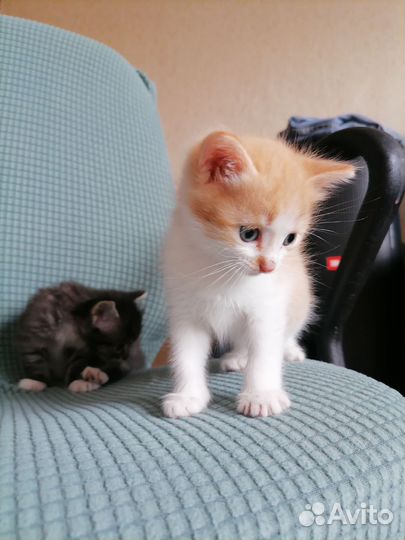 Котята в добрые руки мальчики
