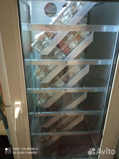 Инкубатор блиц