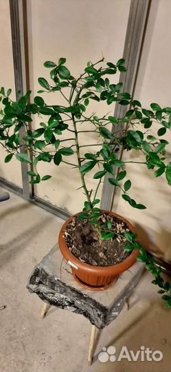 Микроцитрус фаустрайм