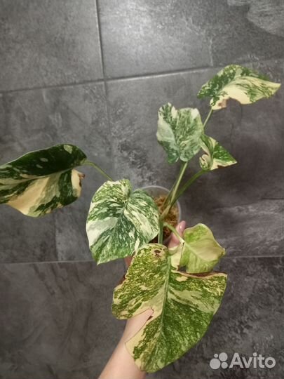 Монстера white snow