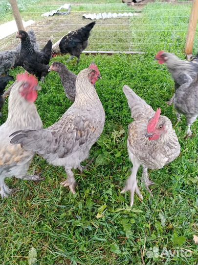 Петухи породы Маран в Пижанке
