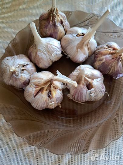 Чеснок зимний