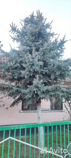 Голубые ели