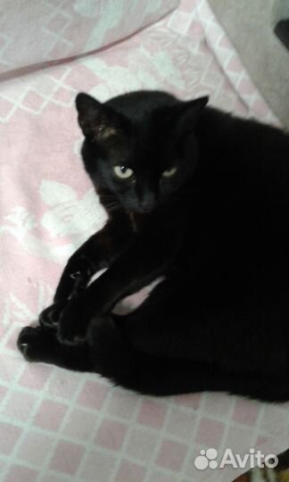 Отдам в хорошие руки