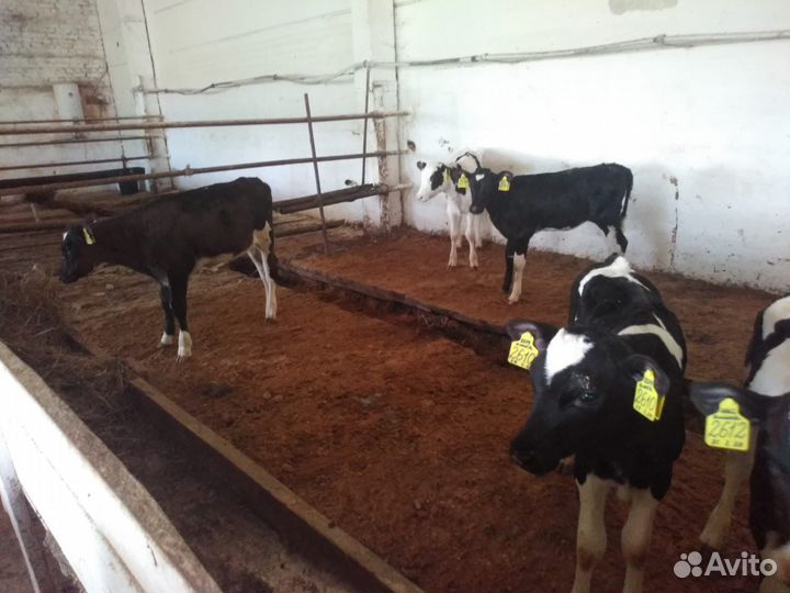 Телята бычки