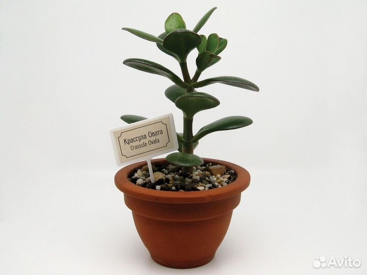 14 см Крассула Овата. Денежное дерево. Суккулент
