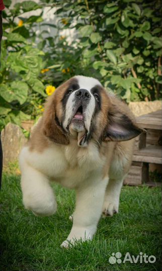 Щенки сенбернара