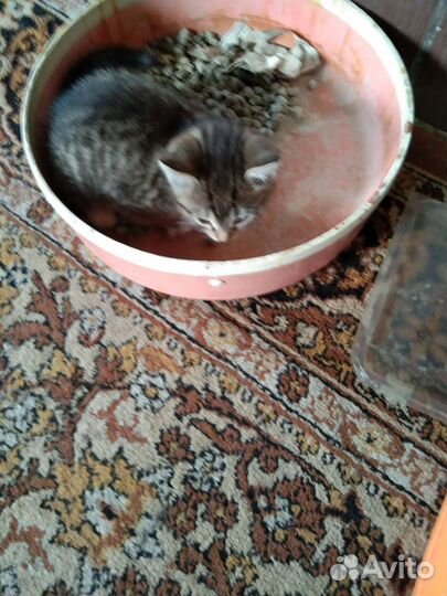 Котенок бесплатно мальчик
