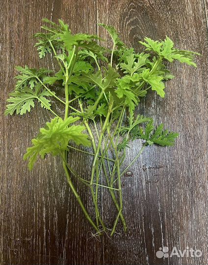 Пеларгония герань душистая лимонная