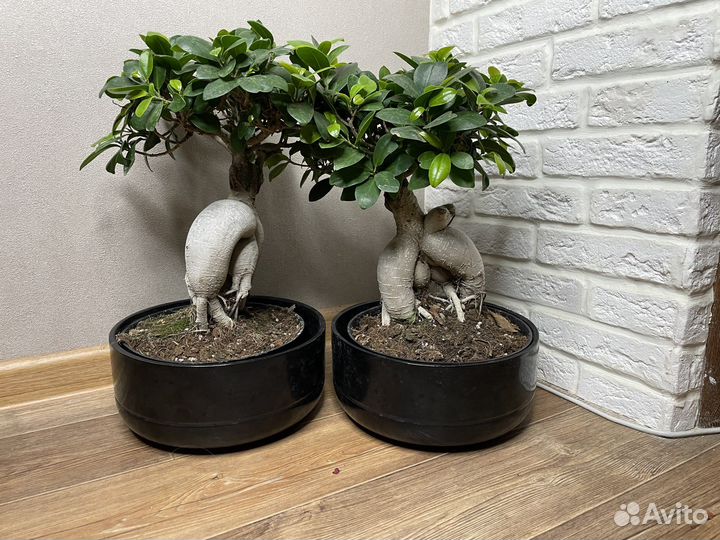 Фикус бонсай комнатные цветы