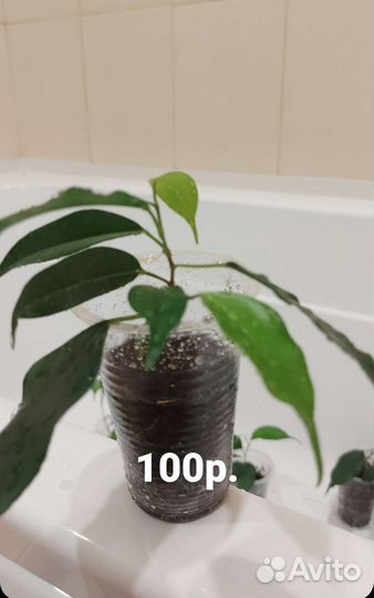 Фикус бенджамина