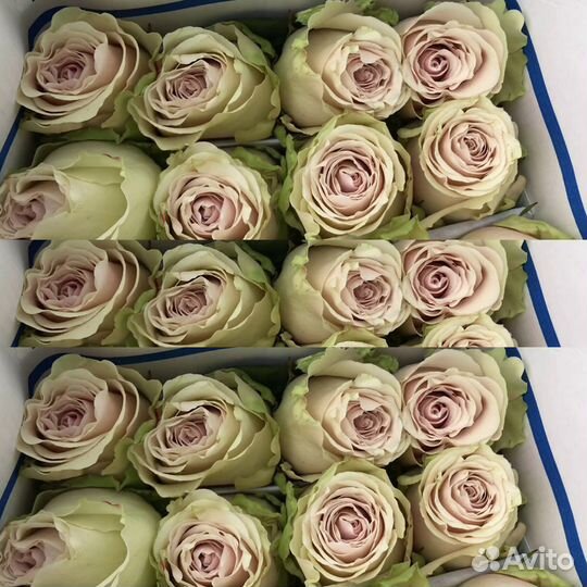 Букет из роз Pompei Премиум 70 см