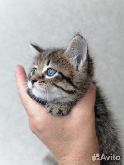 Котик в дар