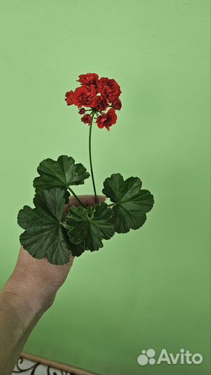 Пеларгония герань