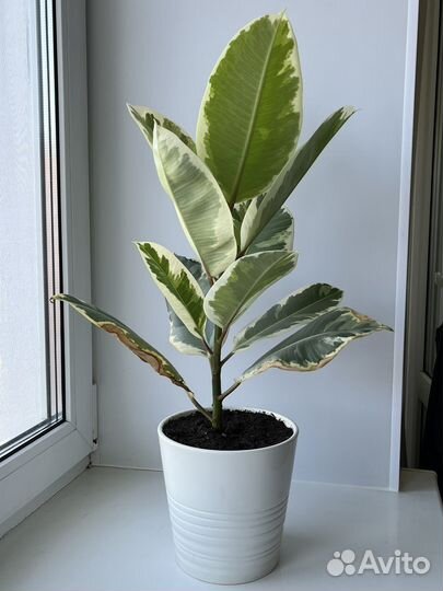 Фикус эластика тинеке (читайте описание)