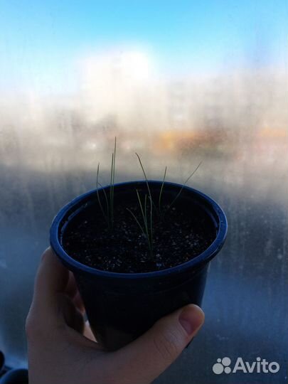 Овсянница сизая рассада