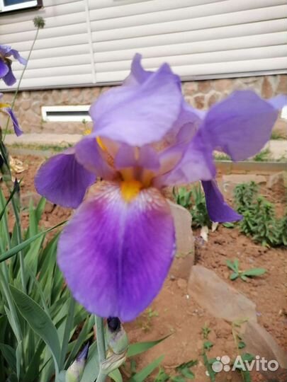 Ирисы бородатые