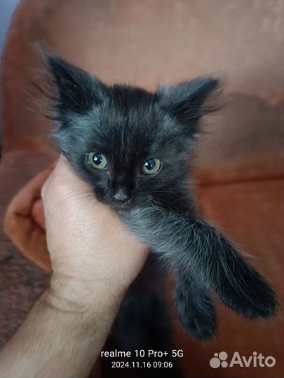 Кошечка в добрые руки