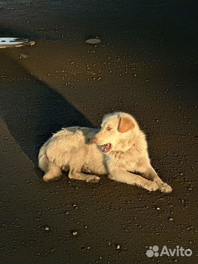 Помесь лабрадора