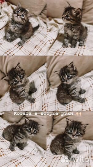 Котята в добрые руки