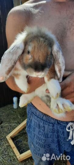 Кролик французский баран