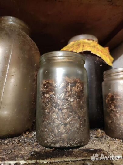 Дезинсекция насекомые, тараканы, клопы, муравьи