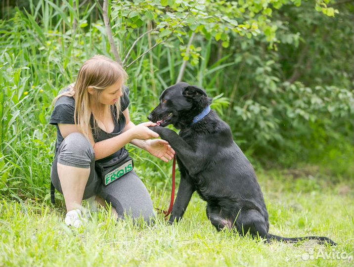 Собака в добрые руки